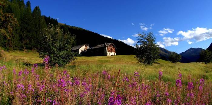 Campi con fiori a Livigno