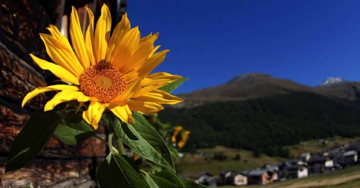 Fiori e paesaggio di Livigno