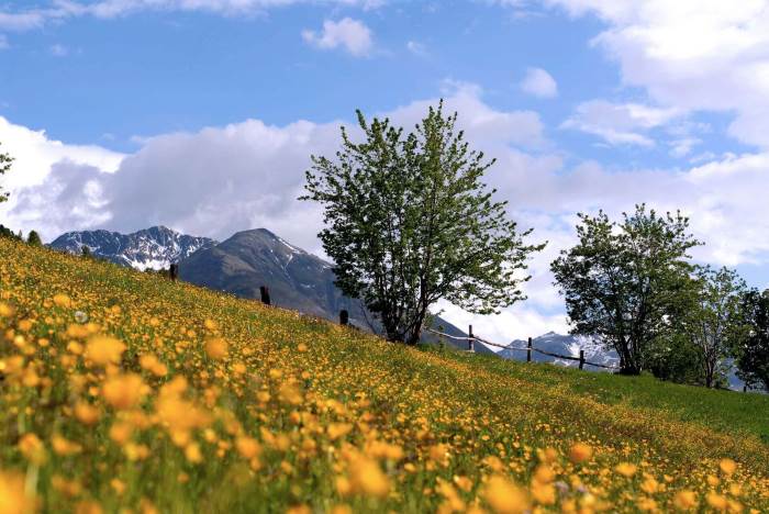 Campi e prati in estate a Livigno