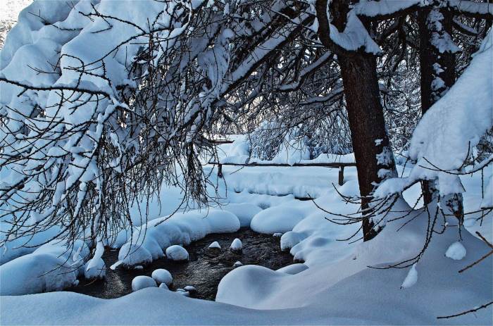 Alberi innevati sulle Alpi di Livigno